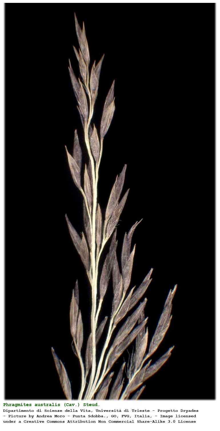 Phragmites australis (Cav.) Steud.